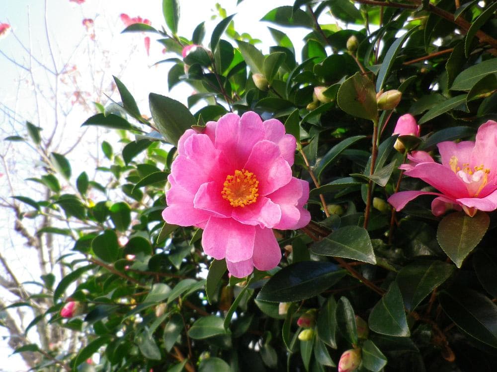 ペンタックス Optio RZ10 ホワイト コンパクトデジタルカメラ 元箱付き