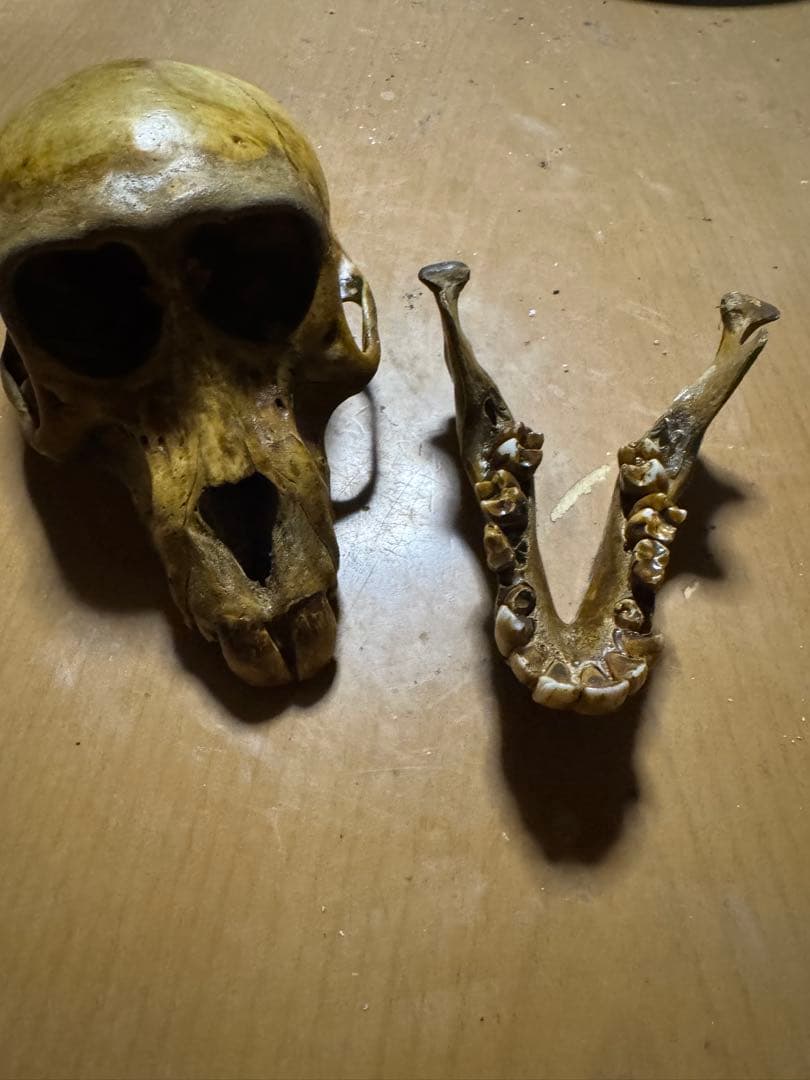 猿　頭蓋骨