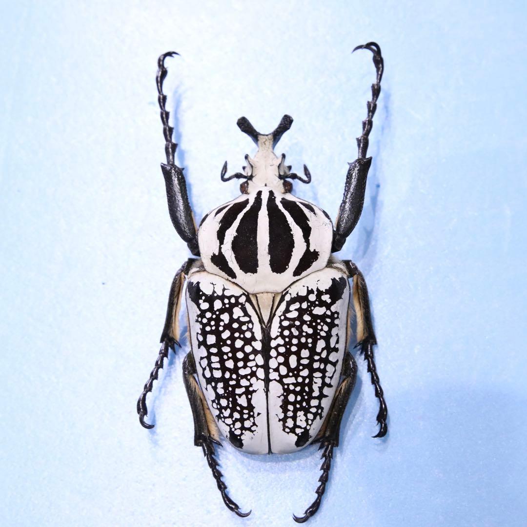 ゴライアスオリエンタリス！大型！標本！