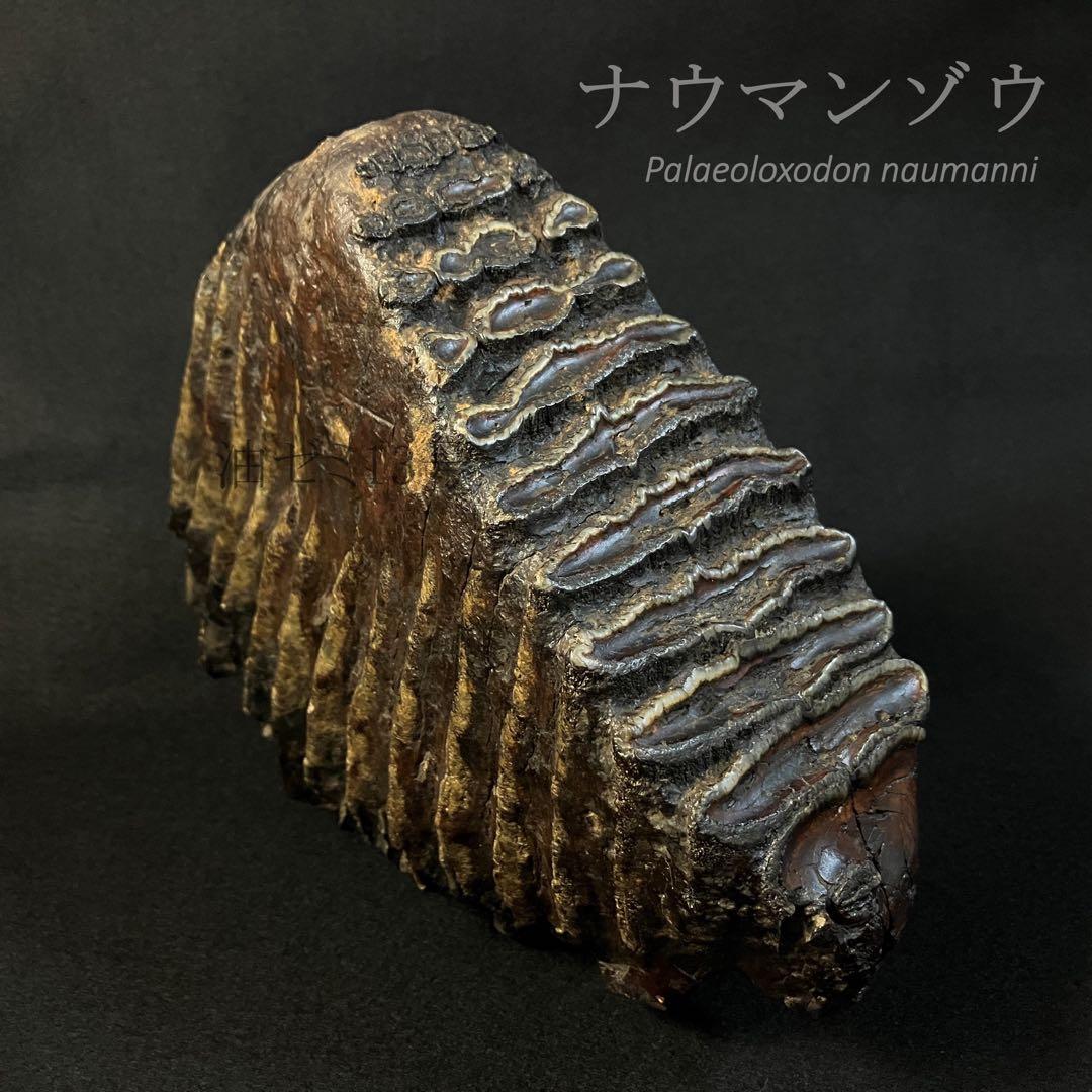 ナウマンゾウ　臼歯　化石