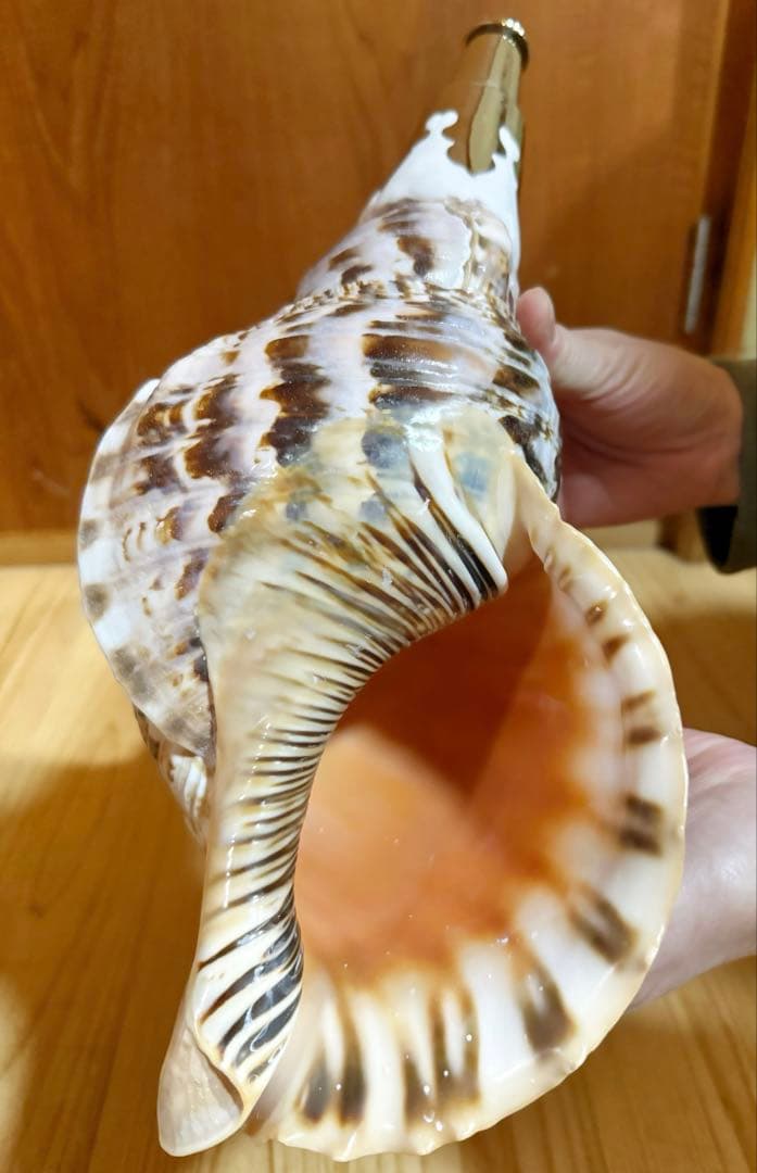 肉厚修験道法螺貝　山伏　密教　熊よけ　魔除け❣️ホラガイ　ほら貝