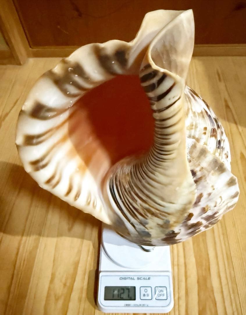 肉厚修験道法螺貝　山伏　密教　熊よけ　魔除け❣️ホラガイ　ほら貝