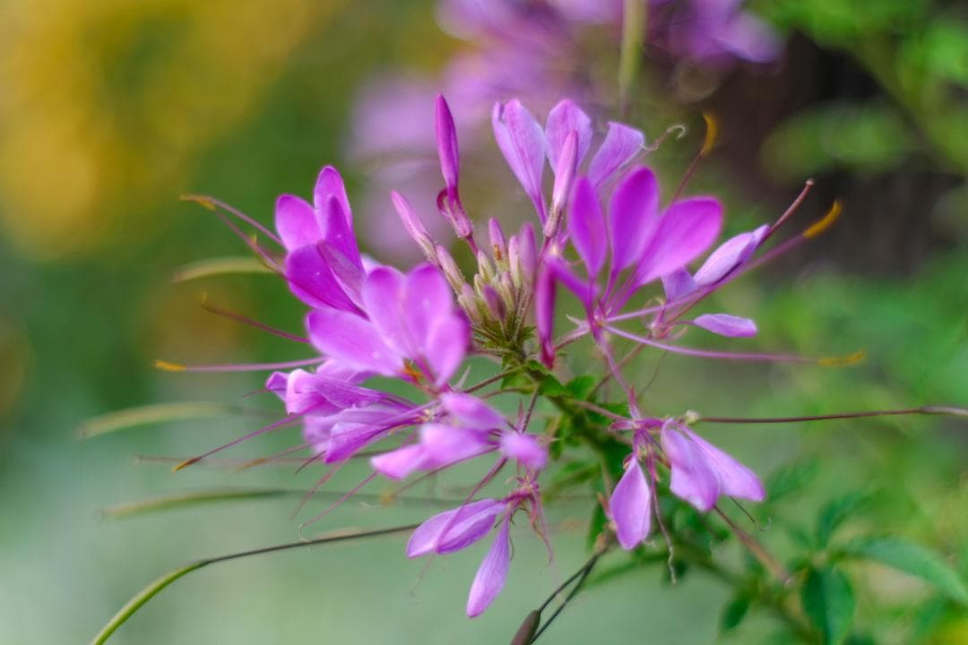 MINOLTA MD ROKKOR 50㎜ F1.7 マニュアルフォーカス