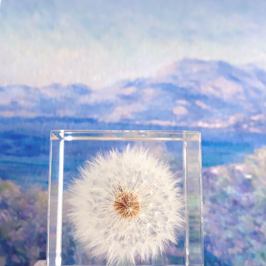 ウサギノネドコ Sola cube ３種類セット　標本ケース付き