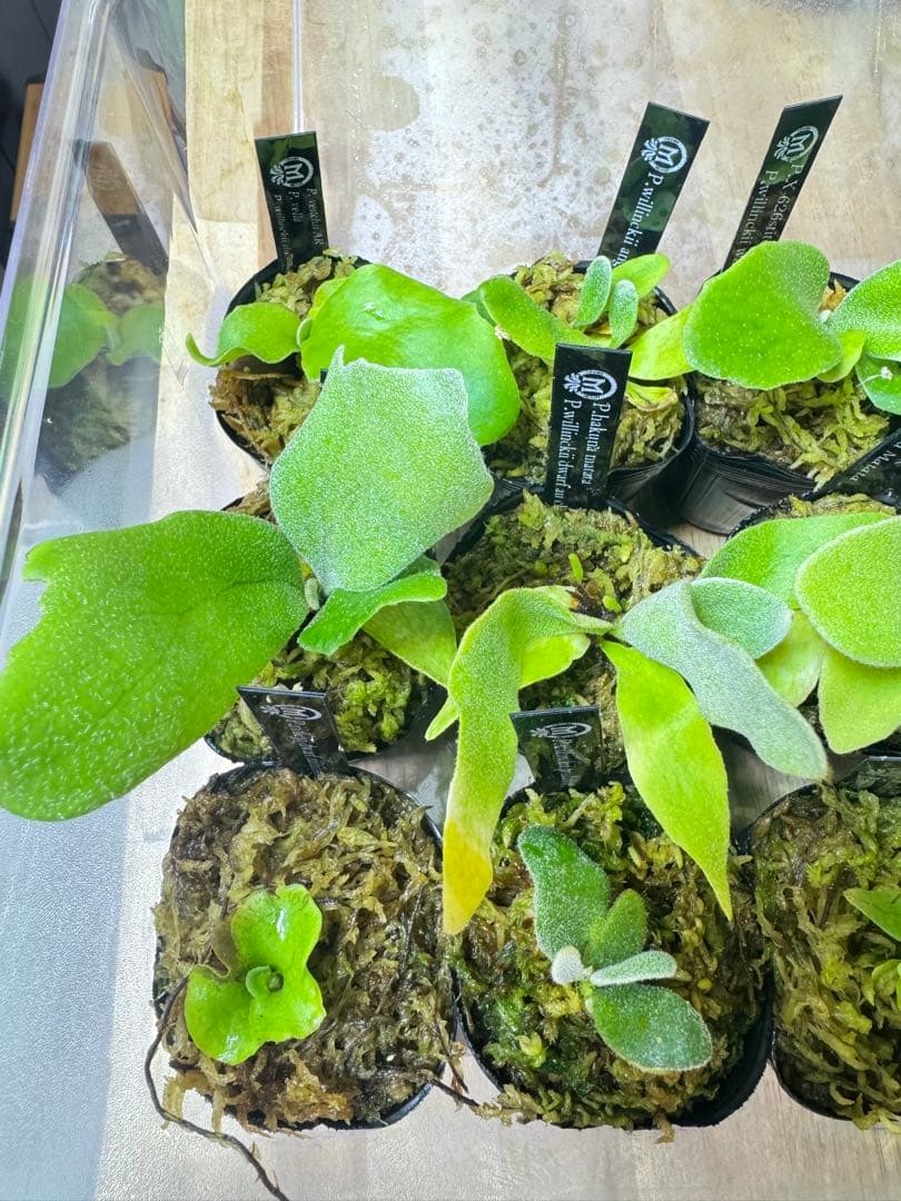 ビカクシダ　15種　②