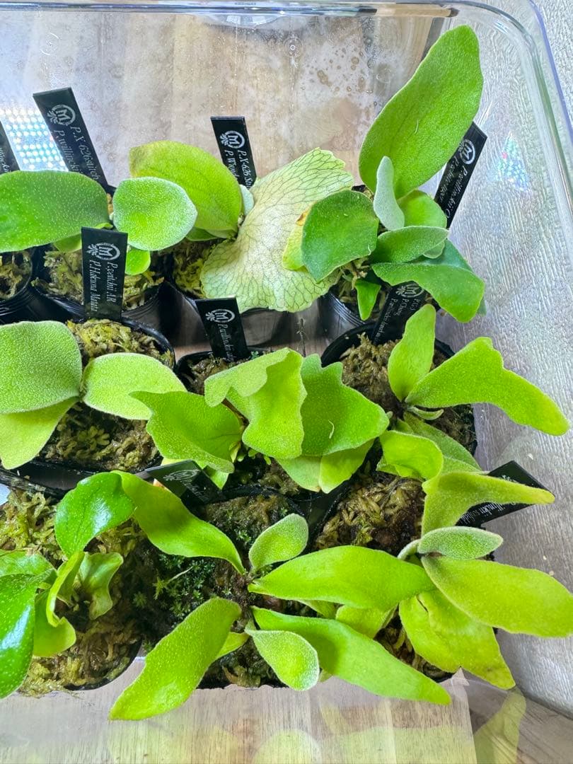 ビカクシダ　15種　②