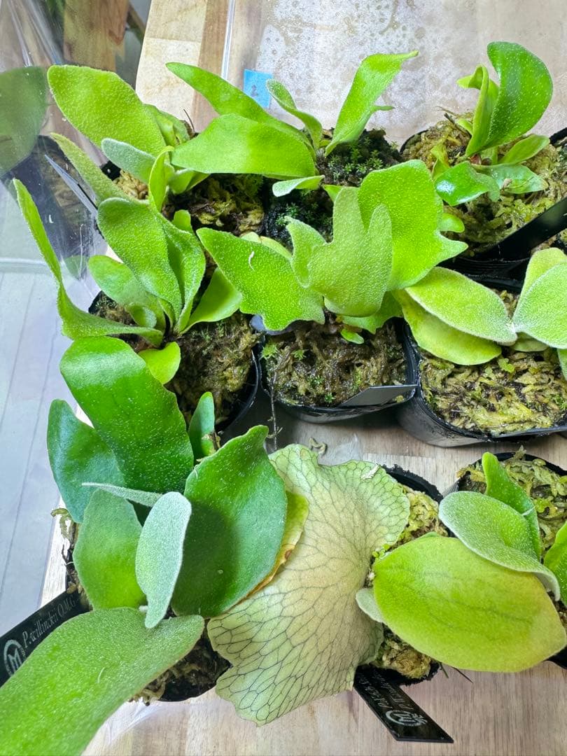 ビカクシダ　15種　②