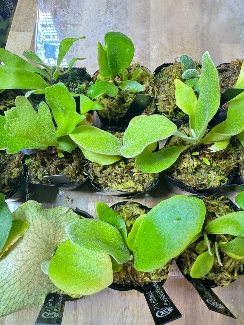 ビカクシダ　15種　②