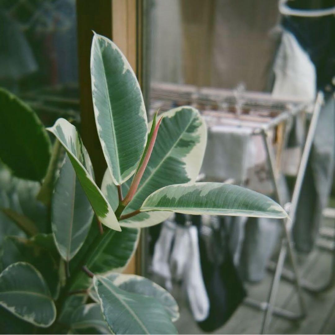 マ*ブ様 【メンテ実写確認済み】リコーフレックス　モデル7 RICOHFLEX