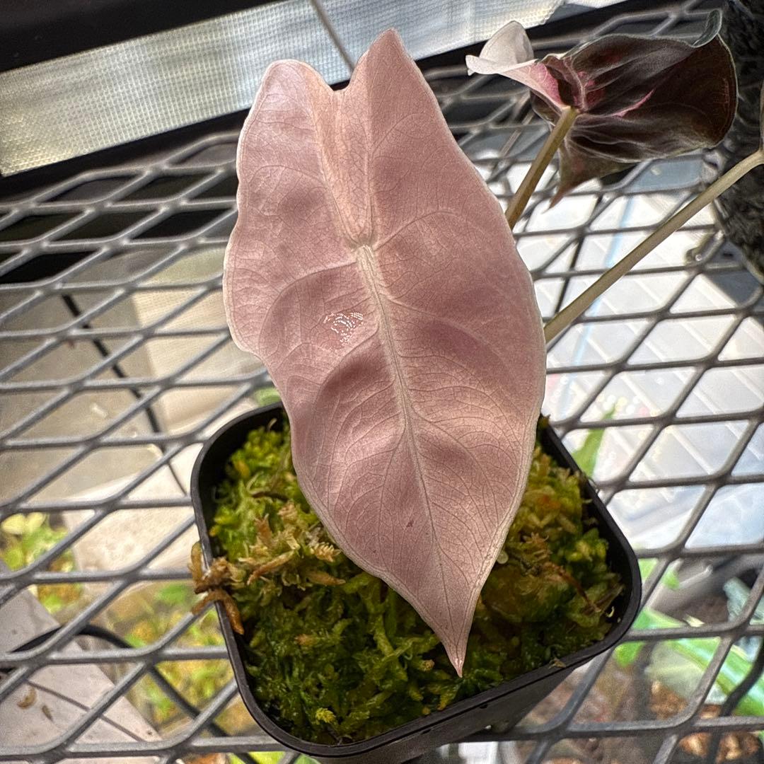 ★*★様 極上 アロカシア チャントリエリ ピンク