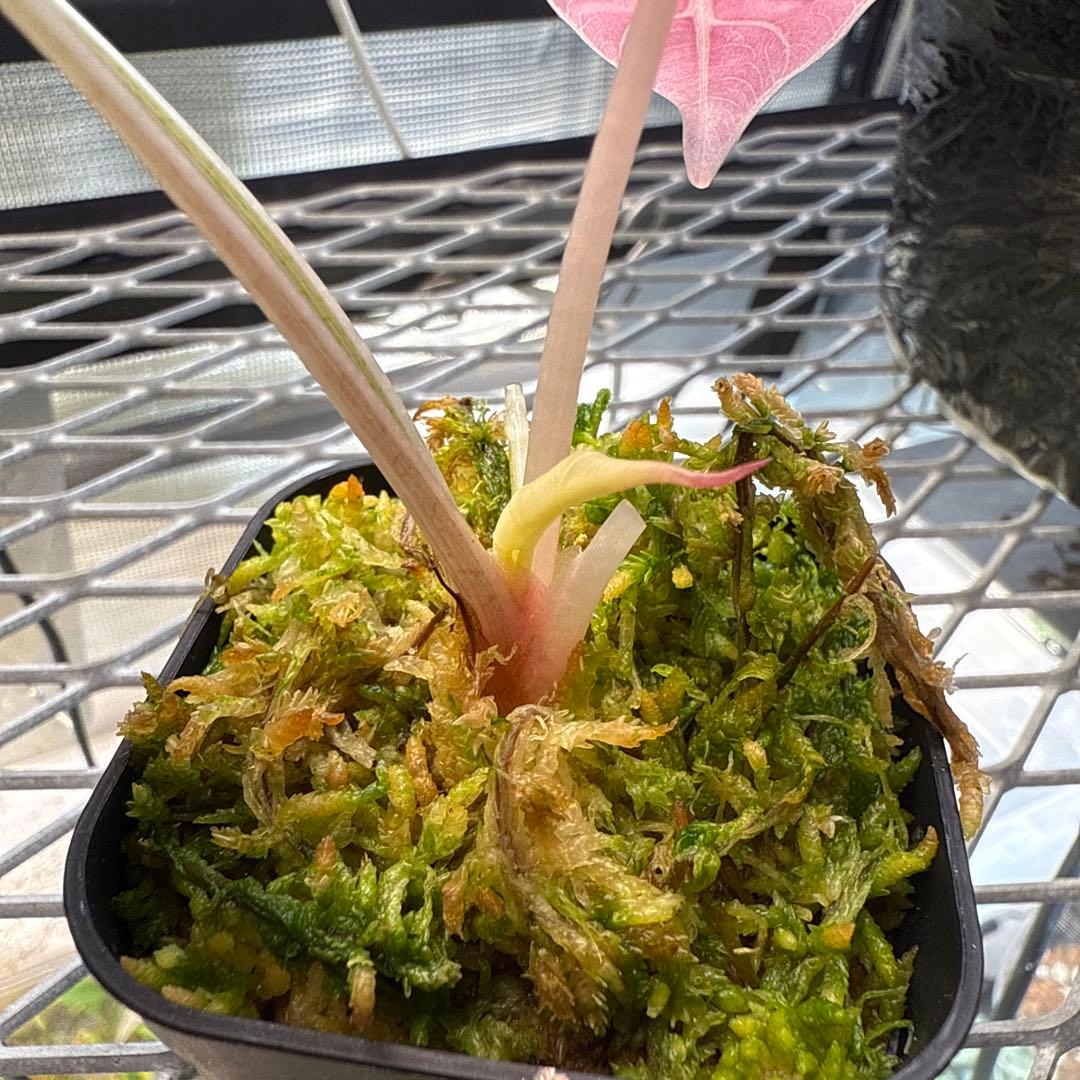 ★*★様 極上 アロカシア チャントリエリ ピンク