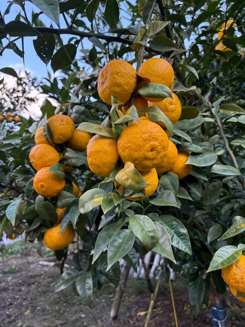 高知県産　本柚子　栽培期間中農薬不使用