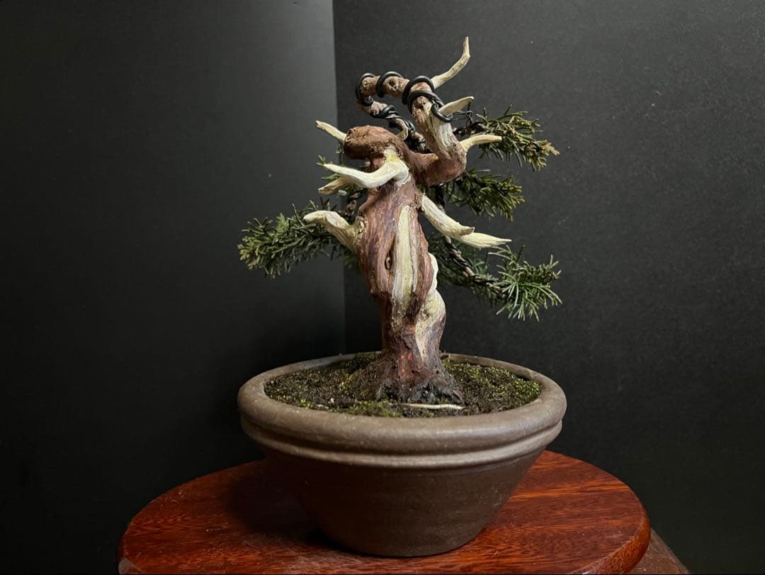 真柏盆栽　糸魚川真柏　古木　捻転シャリ　小品盆栽ミニ盆栽 樹高12cm 喜仙鉢
