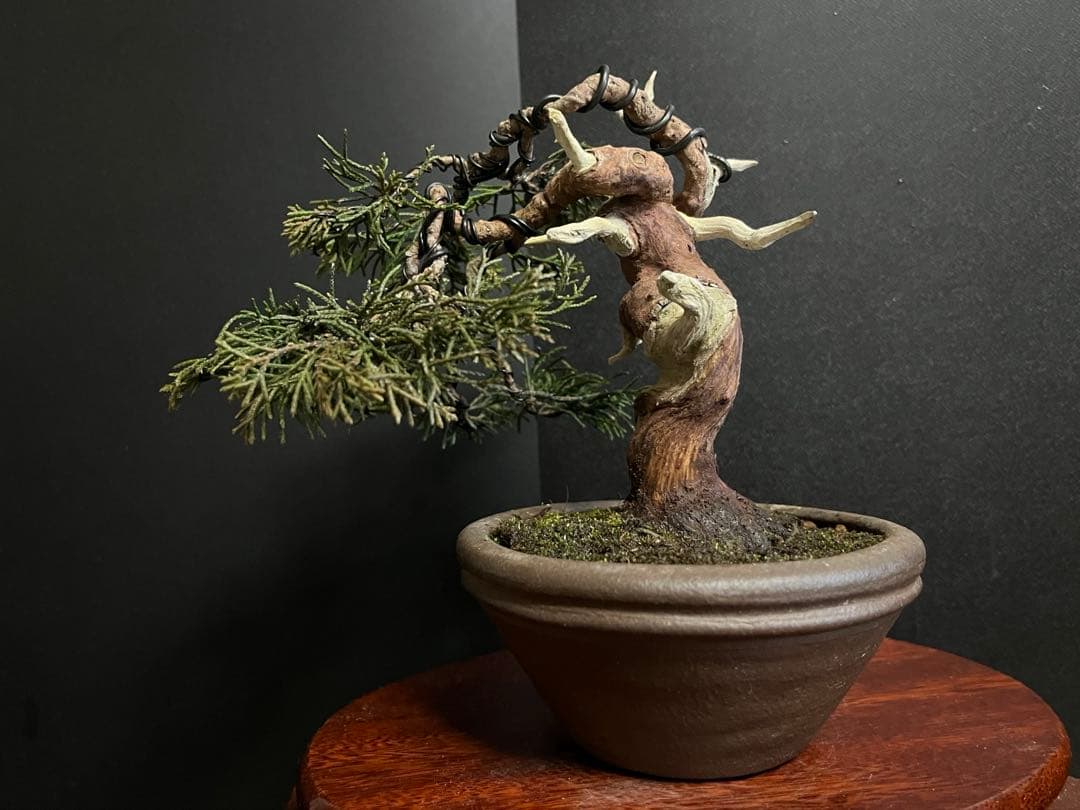 真柏盆栽　糸魚川真柏　古木　捻転シャリ　小品盆栽ミニ盆栽 樹高12cm 喜仙鉢