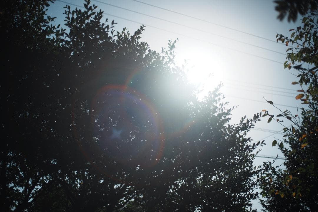 整＆テ済 Carl Zeiss Planar 50mm F1.4 AEJ 185