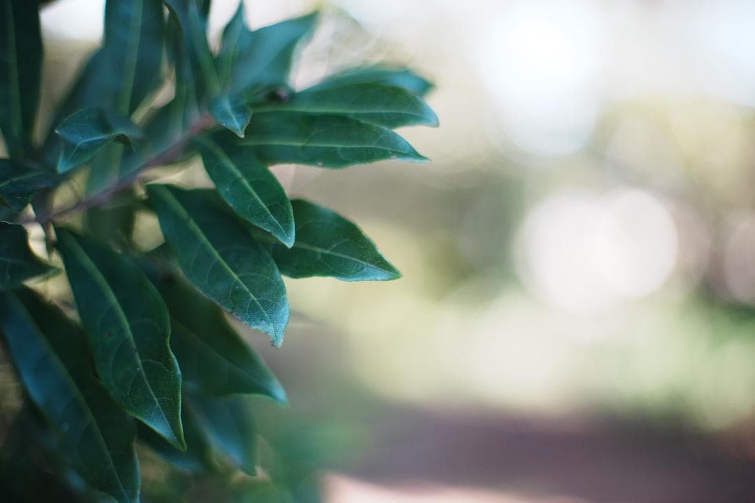 整＆テ済 Carl Zeiss Planar 50mm F1.4 AEJ 185