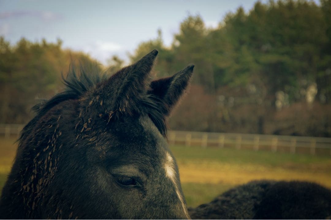 【1000ショット未満】PENTAX K-3 Mark III レンズセット