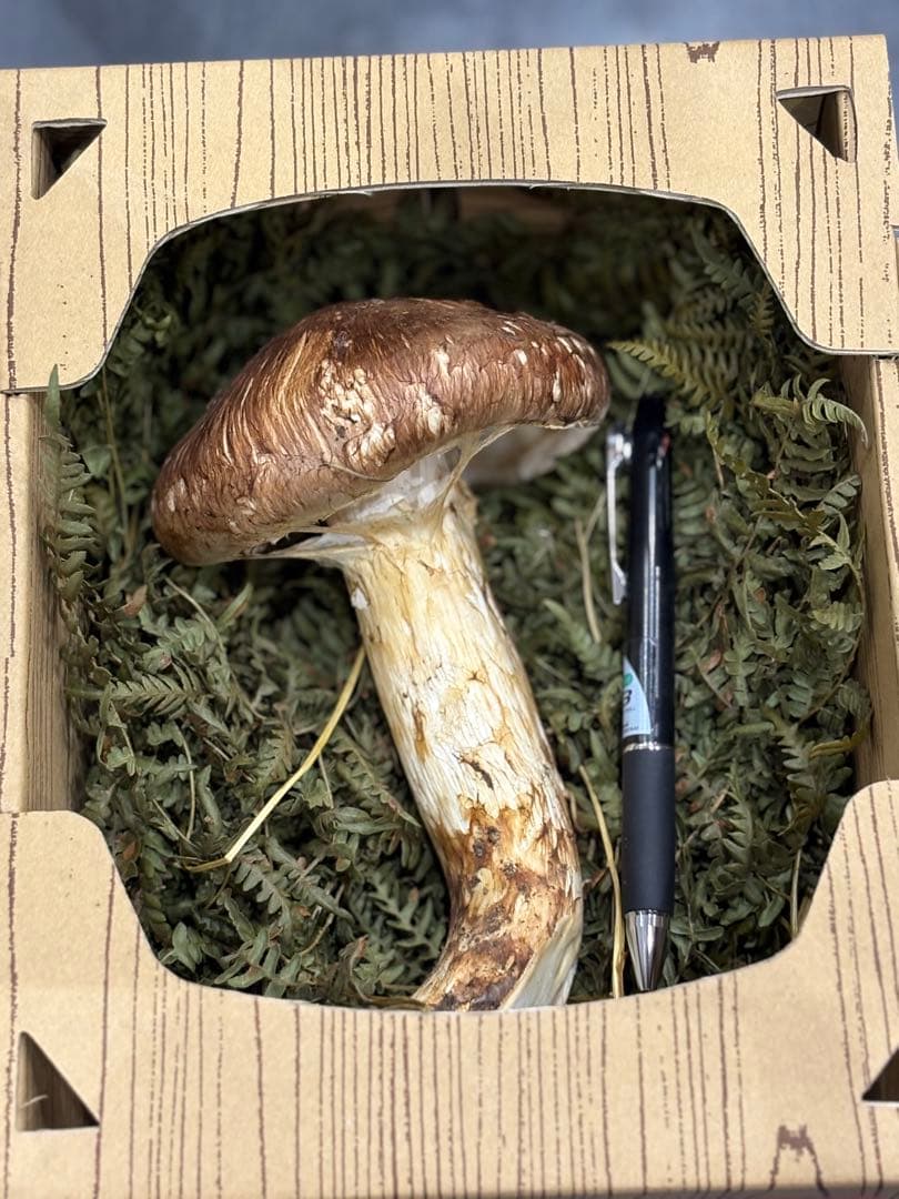 【特価】信州 後山松茸 大きめ 1本220g