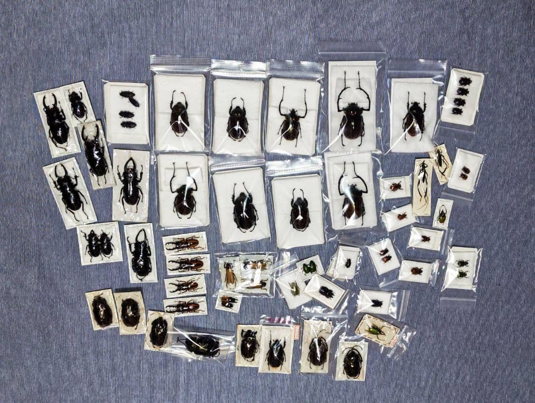 日曜日まで限定セール　昆虫標本