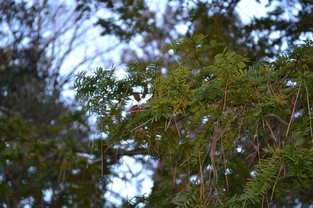 ✨届いたらすぐに使えます✨Nikon D3100✨シングルレンズ✨簡単操作