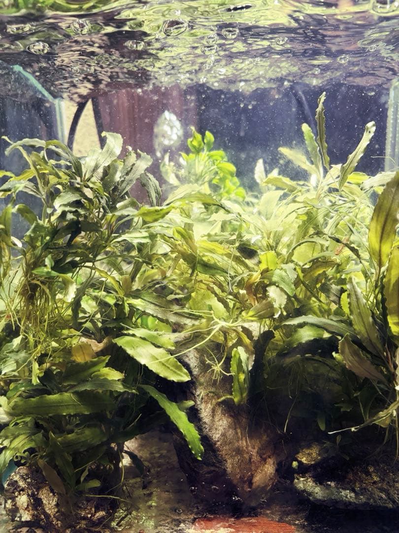 ブセファランドラ