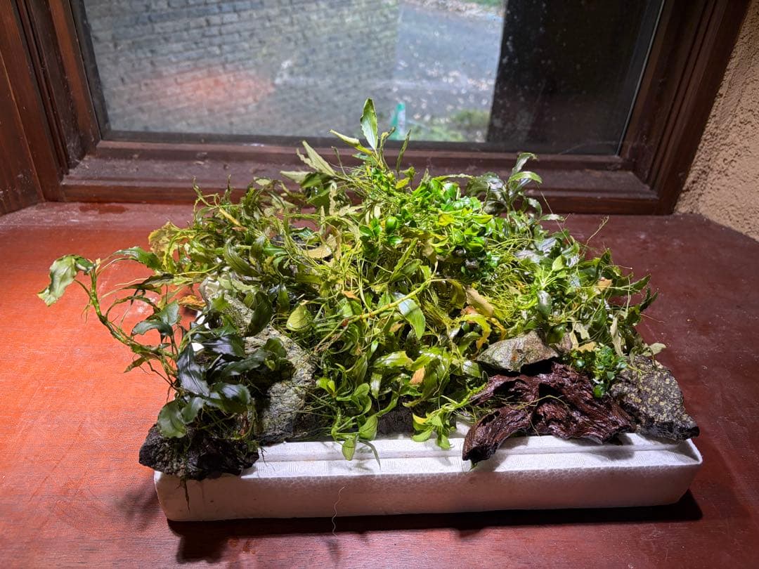 ブセファランドラ