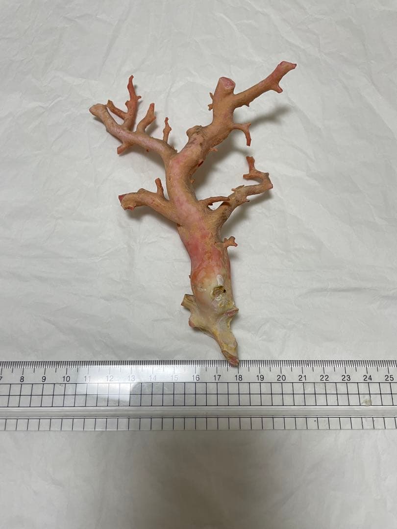 珊瑚サンゴ、本珊瑚原木の置物