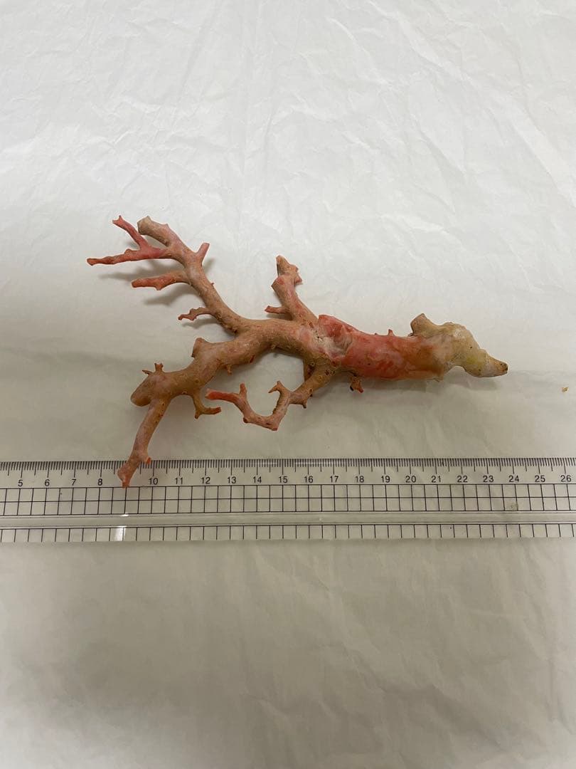 珊瑚サンゴ、本珊瑚原木の置物