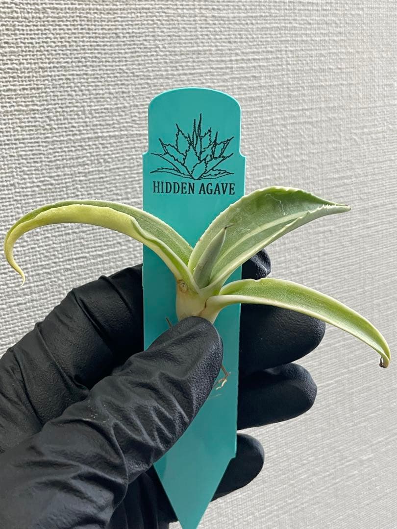 ②ジェレミー産 Hidden Agaveアガベ オバティフォリア モビーMoby