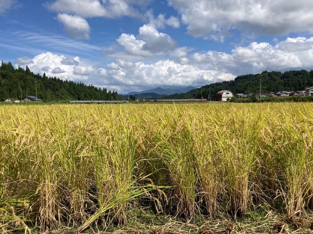 魚沼コシヒカリ精米10kg