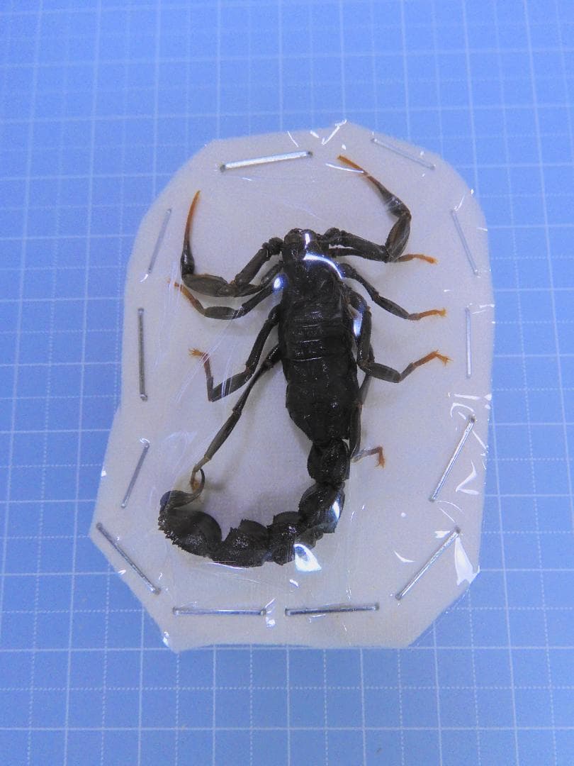 エジプト産　猛毒サソリ　約55mm