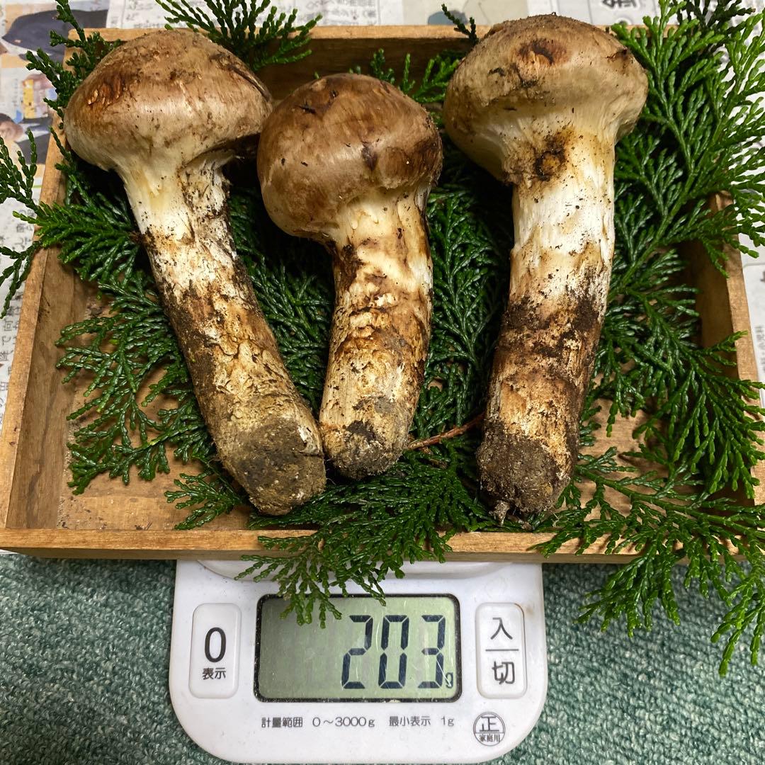①南信州 豊丘産松茸 203ｇ 極上つぼみ