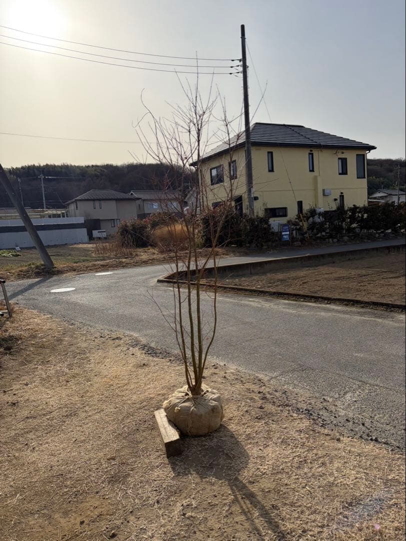 イロハモミジ 自然樹形 本株立ち 4本立ち