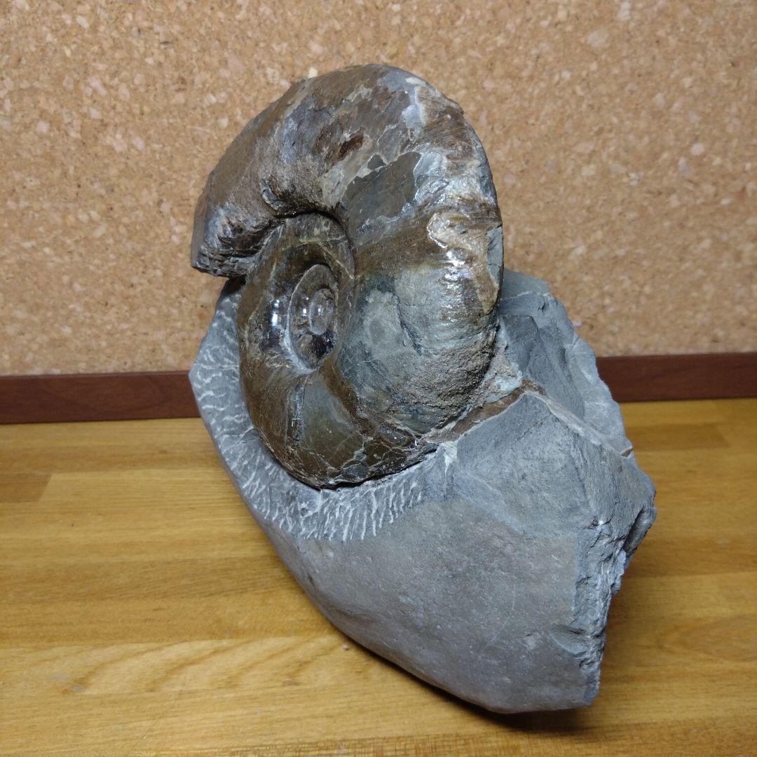 アンモナイト化石 15.0cm、4.0kg