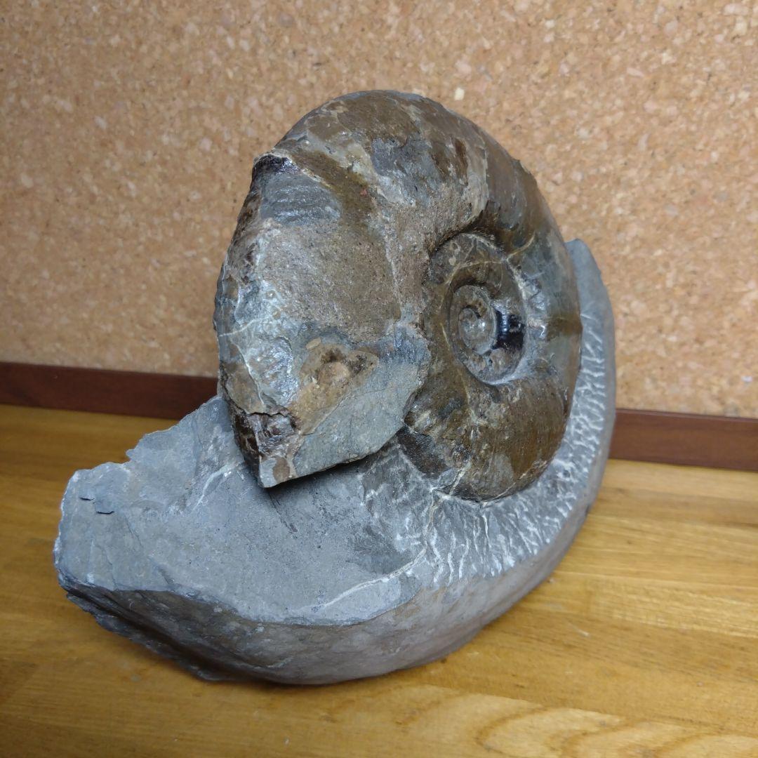 アンモナイト化石 15.0cm、4.0kg