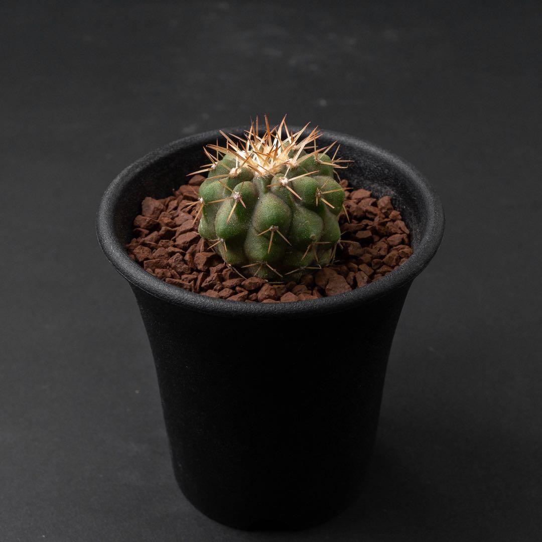 コルムナアルバ x 輸入球 （実生） コピアポア 孤竜丸 #227