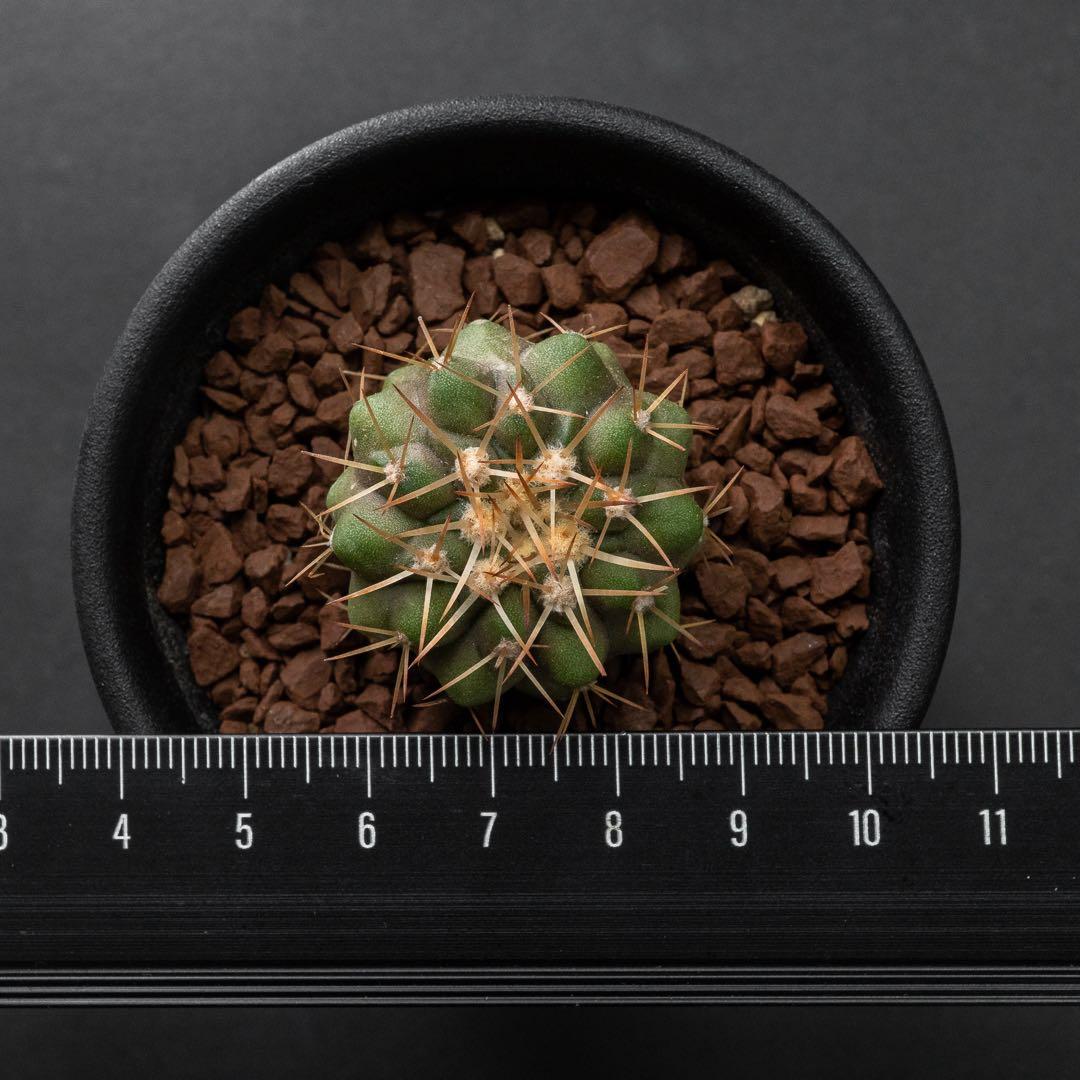 コルムナアルバ x 輸入球 （実生） コピアポア 孤竜丸 #227