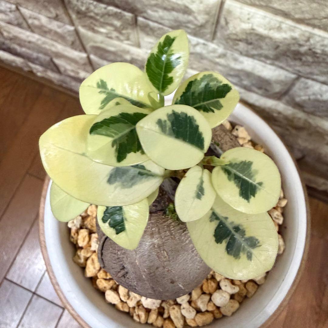 斑入りガジュマル パンダ 丸台木 接木株 活着済 白斑強 5号鉢