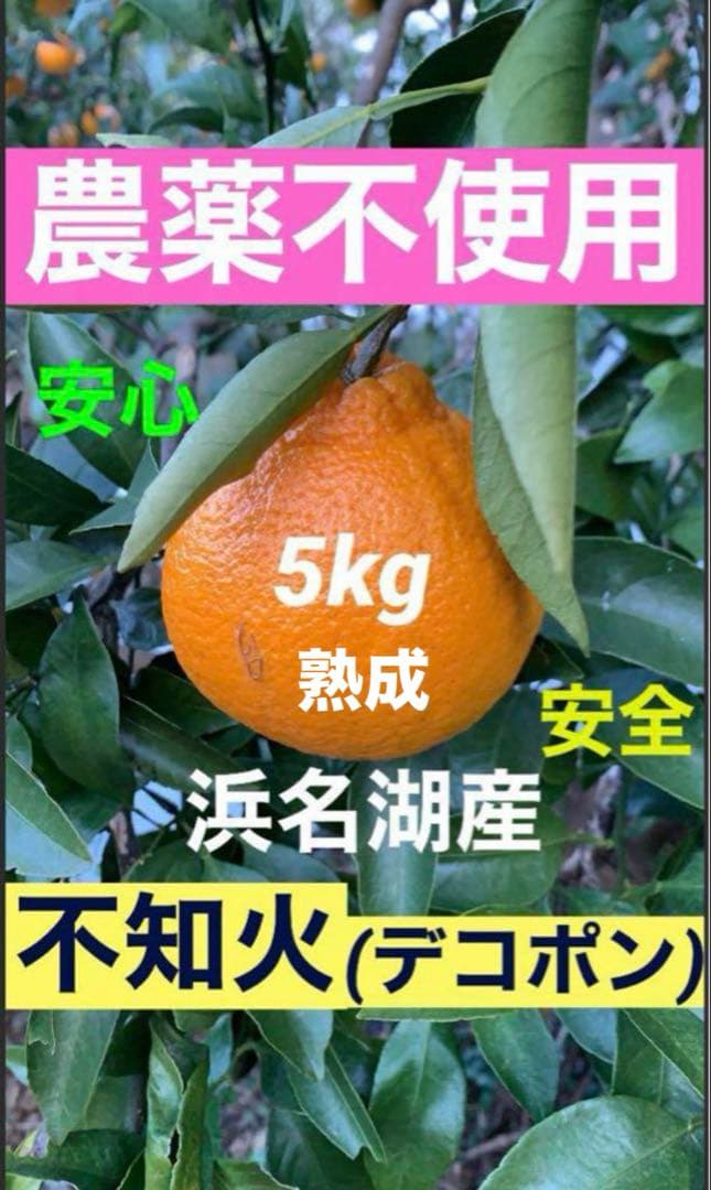 M80農薬不使用　浜名湖産　10kg 木なり熟成不知火、青島　安心　安全^^)