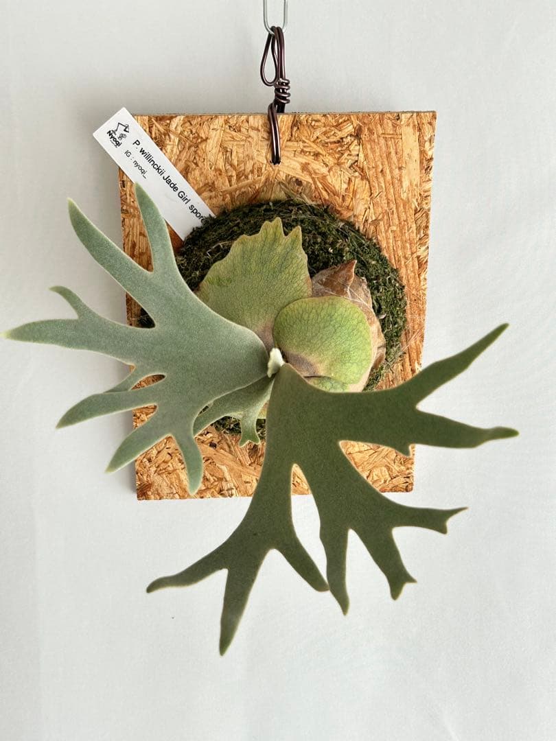 ビカクシダ P. Willinckii Jade Girl sporeling