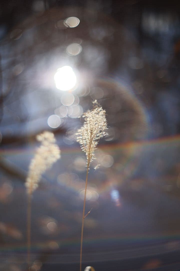 Super-Takumar 55mm F1.8 初期型 S/N：842127