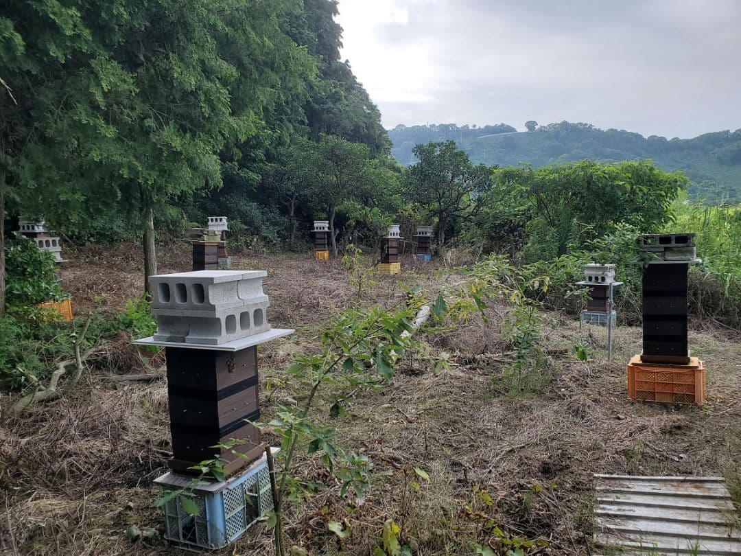 No.1　★日本蜜蜂のはちみつ★1200g(1瓶)