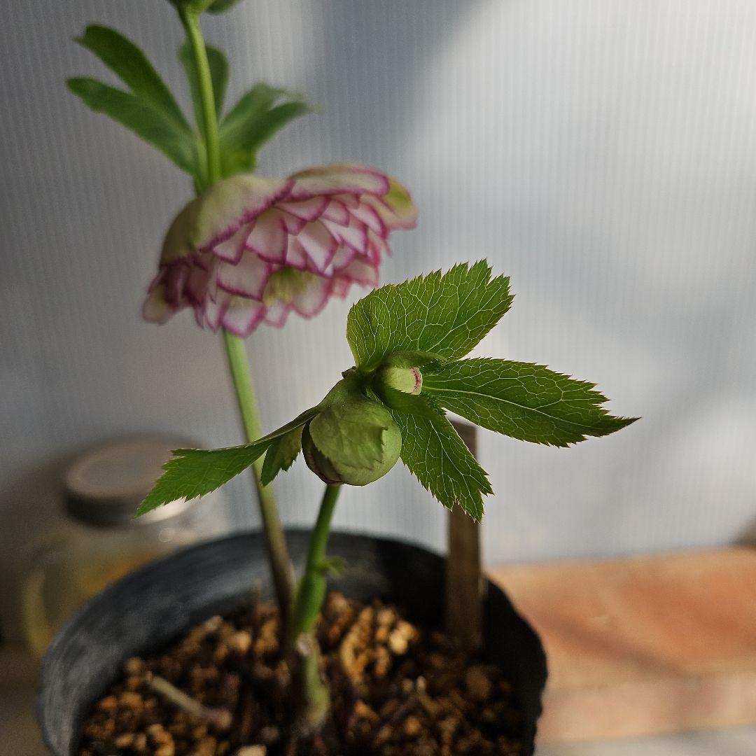 蒼ララ様ご購入苗㉖-139㉖-216クリスマスローズ