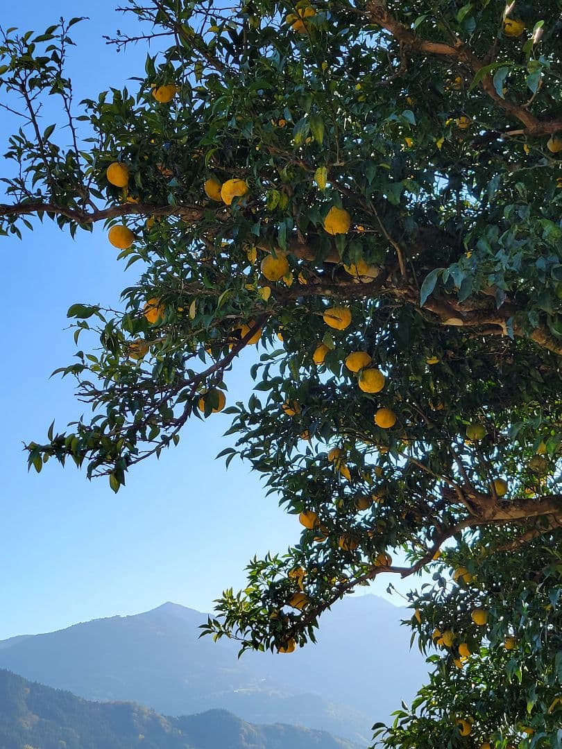 手しぼりゆず果汁 1800ml×2本セット