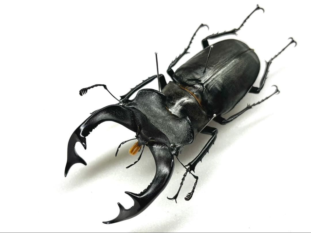 ヨーロッパミヤマクワガタ　標本　82mm