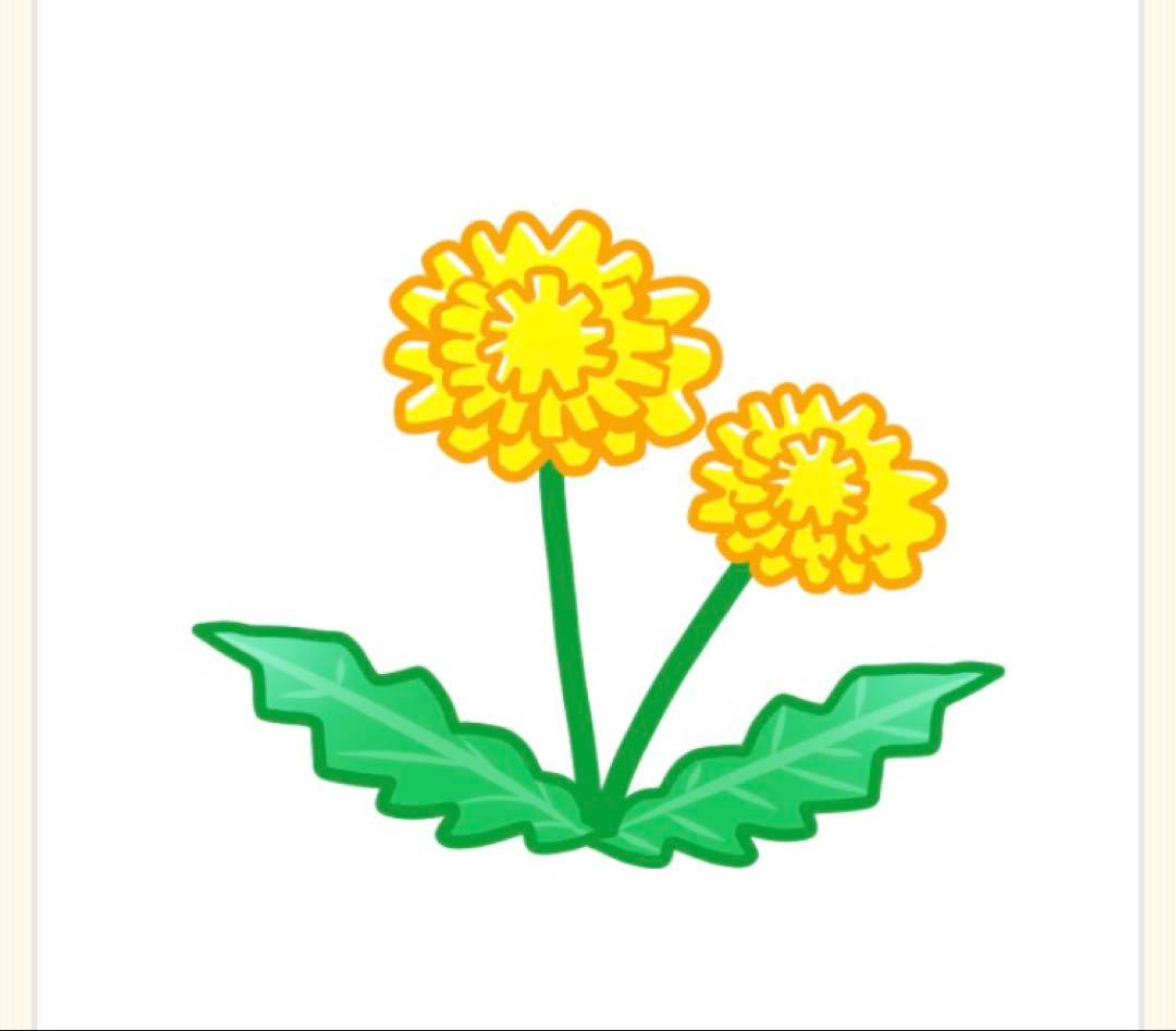 エヌドット　シアシャンプー トリートメント　モイスチャー　シアオイル2本