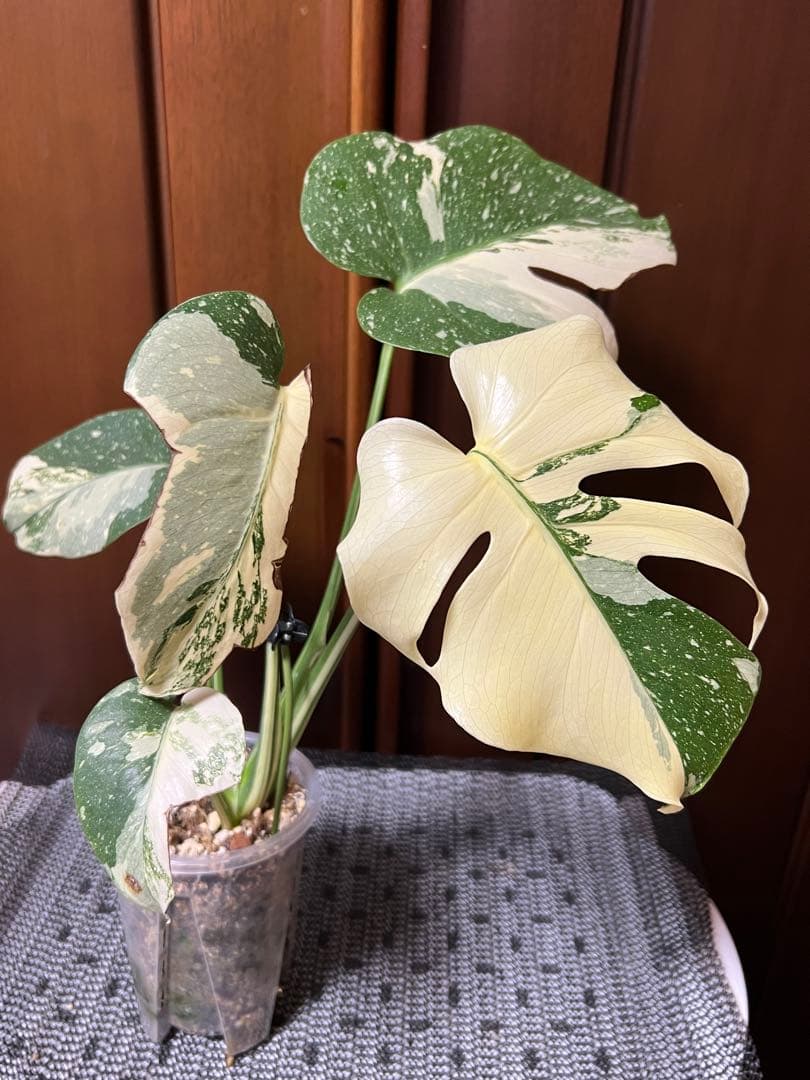 K*y様 斑入りモンステラデリショーサクリームブリュレ