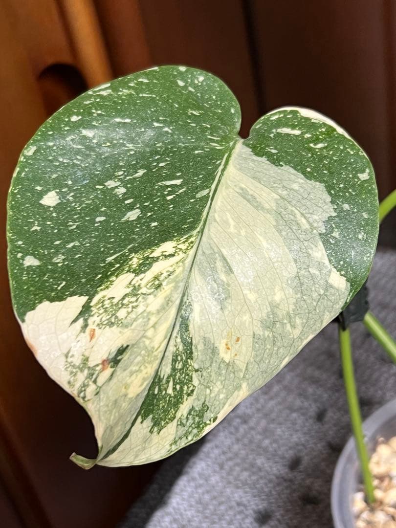 K*y様 斑入りモンステラデリショーサクリームブリュレ