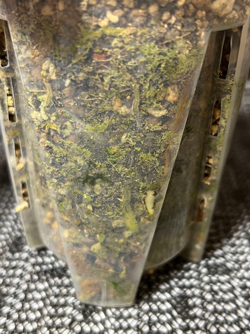 K*y様 斑入りモンステラデリショーサクリームブリュレ