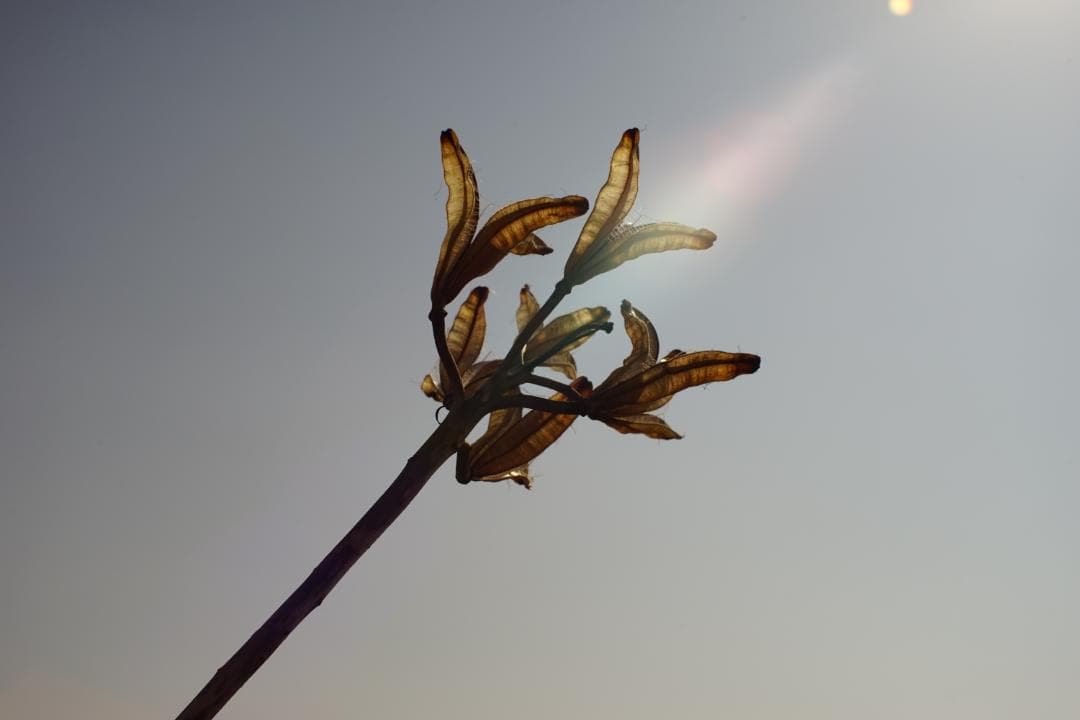 フィルムカメラ Nikon F2S / Nikkor-S Auto 50mm f1.4